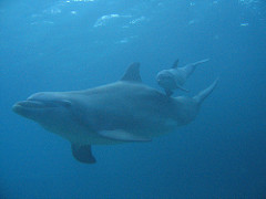 Mom and calf Dolphin Discovery Cozumel