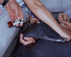 Voluntray lateral blood sampling