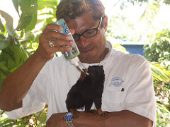 Raul training a golden hand tamarin monkey Dolphin Discovery