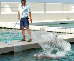 Raul training a tail splash Dolphin Discovery Cayman