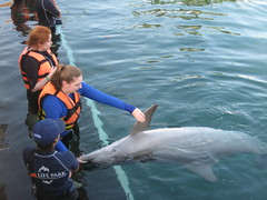2009 Feb ABC Dolphin Trainer Academy students practice with sds, reinforcements, bridge with dolphin Alexia and her 3 month calf. 