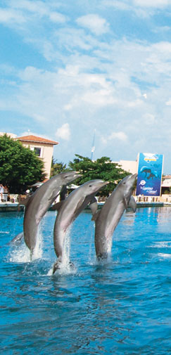 Three dolphins jump in sync at the dolphin training facility